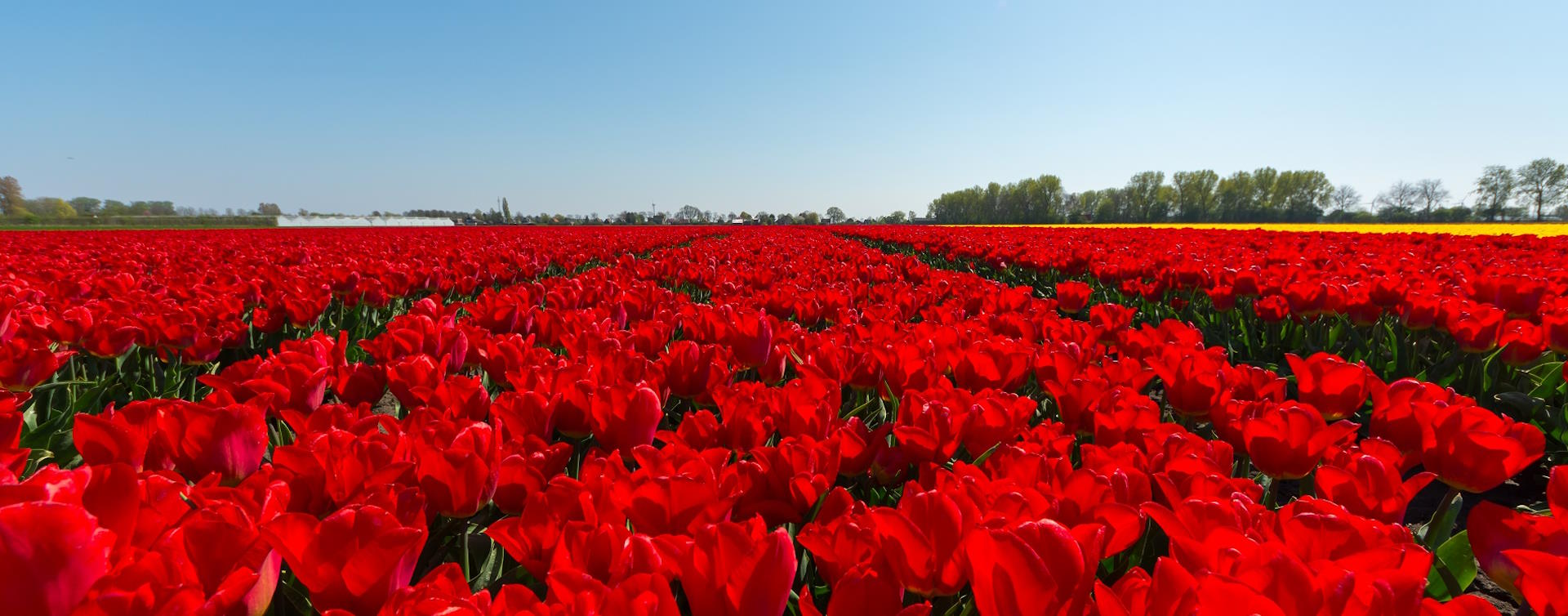 Bloemenveld in de omgeving van Vrolijk fd in Andijk