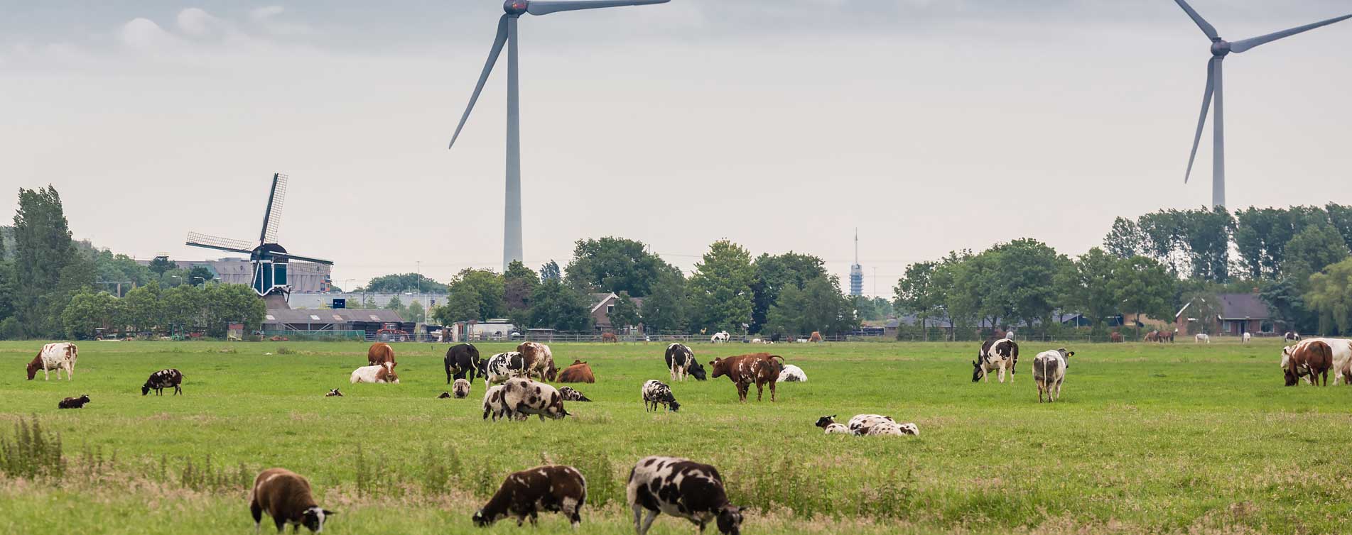 Wei met koeien en schapen met molen en windmolens op de achtergrond - Van Veen Assurantiën en Hypotheken in Voorschoten