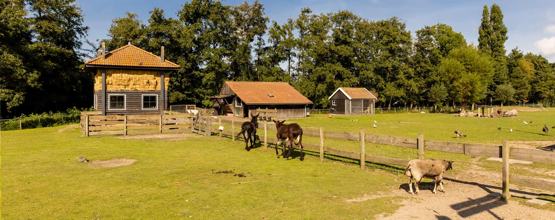 Kinderboerderij in Uitgeest - omgeving van De Groot Financiële Dienstverlening B.V.