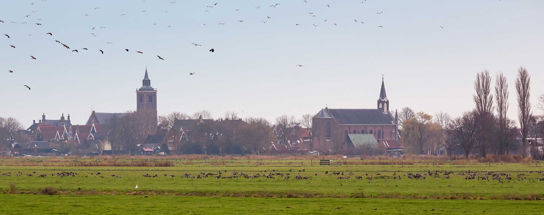 Ganzen in weilanden voor De Rijp - Paul van Dijk Financieel Advies